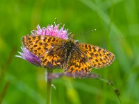 maudoc.com • Boloria titania •  IMG_1373 copia.jpg   Boloria titania